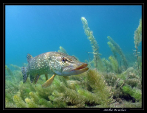 brochet de nos lacs by André Bruchez 